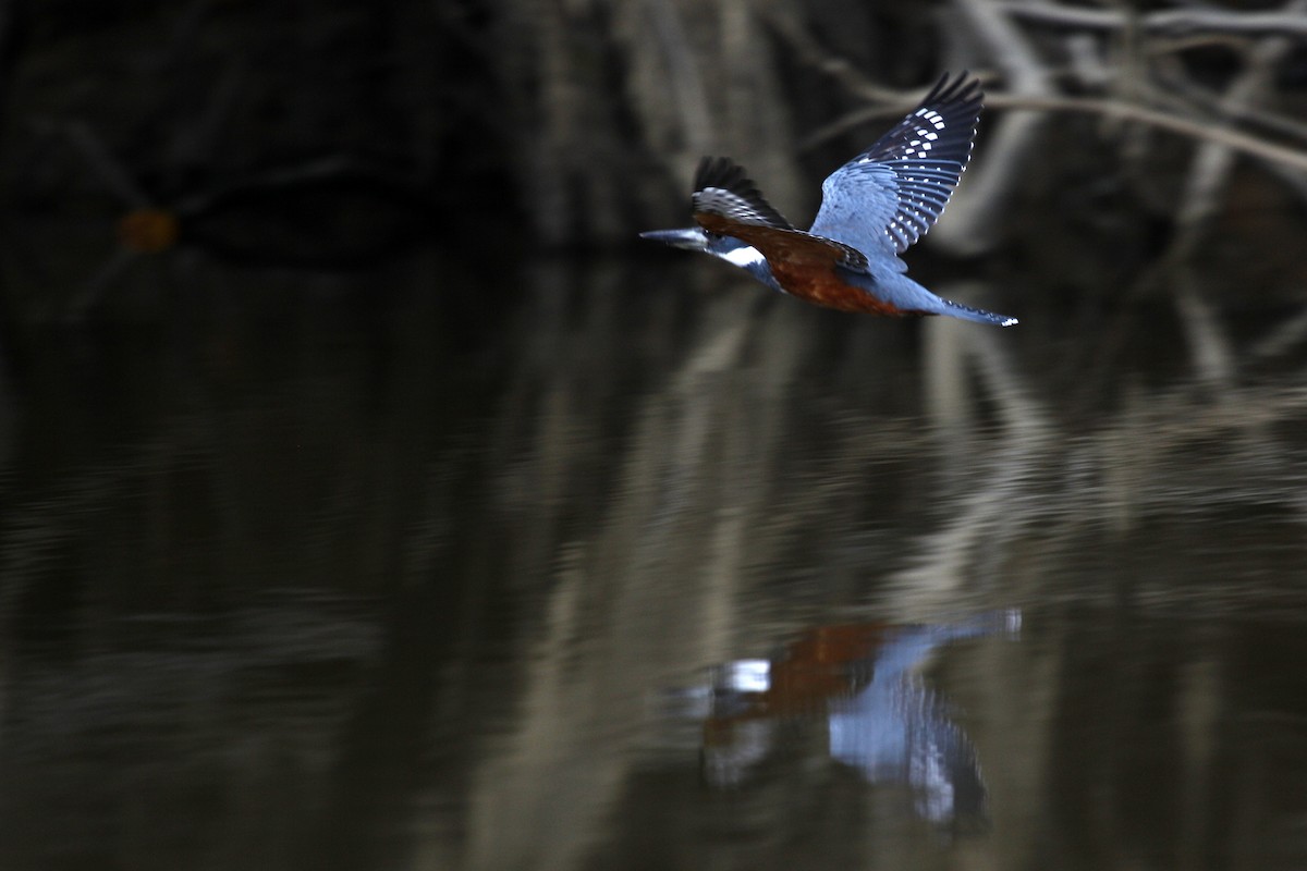 Ringed Kingfisher - ML496562001