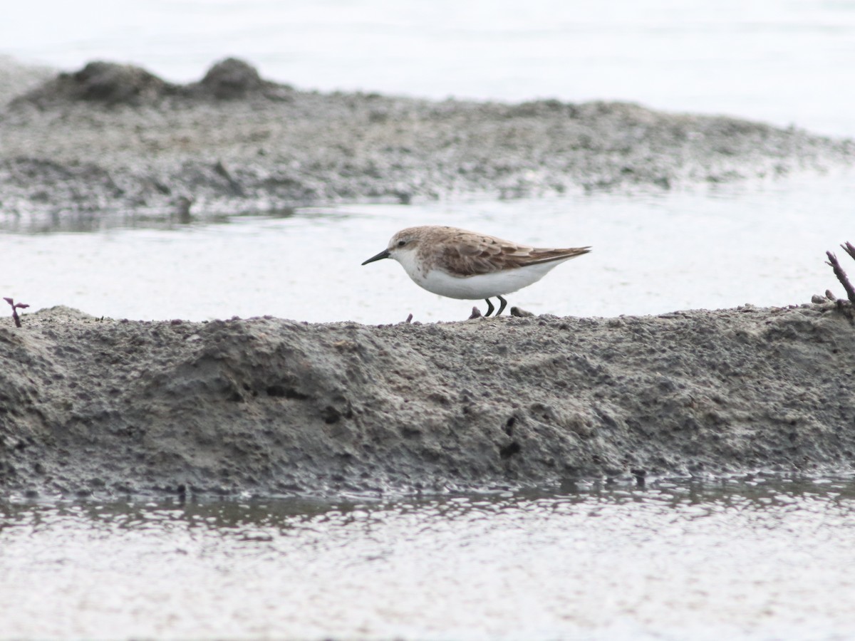 Little Stint - ML496562301