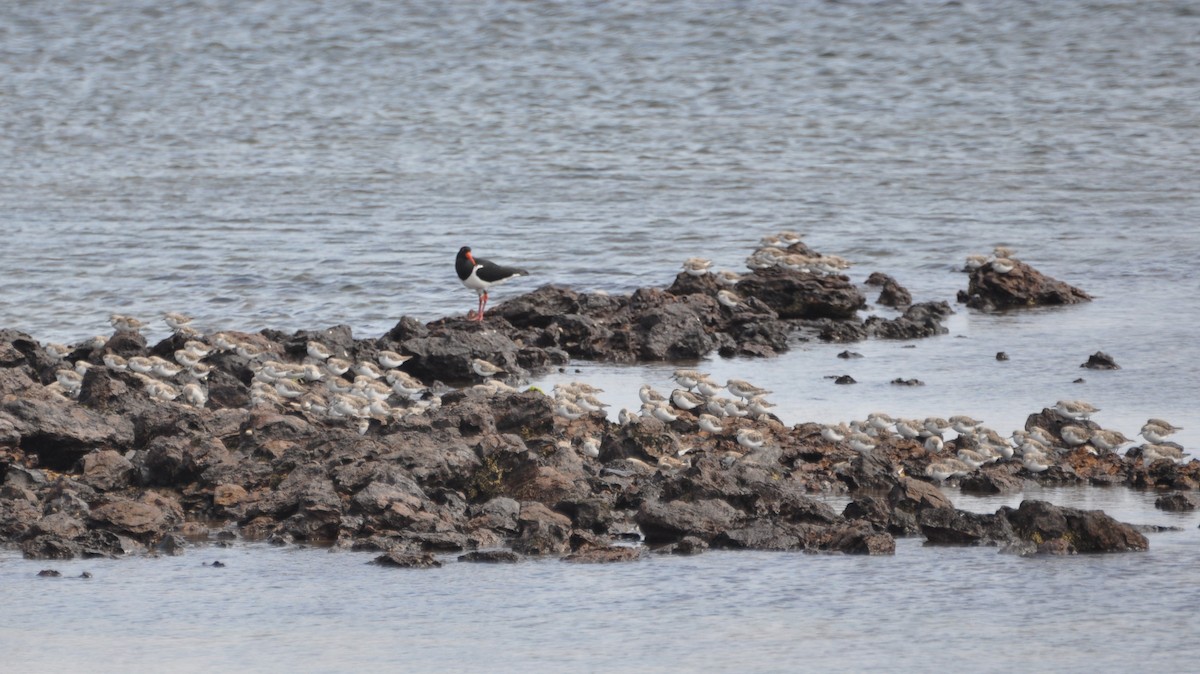 Pied Oystercatcher - ML496563241