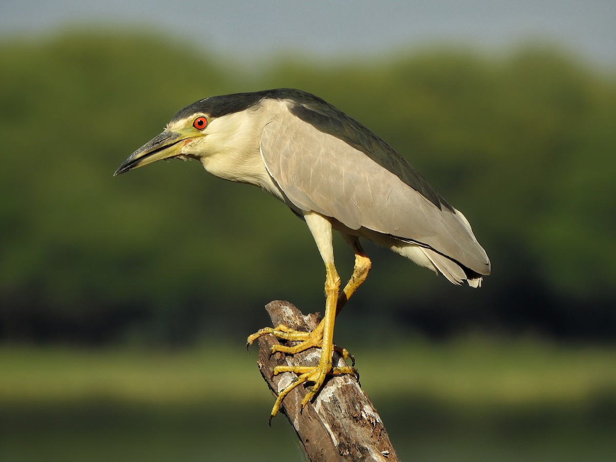 Black-crowned Night Heron - ML496563521