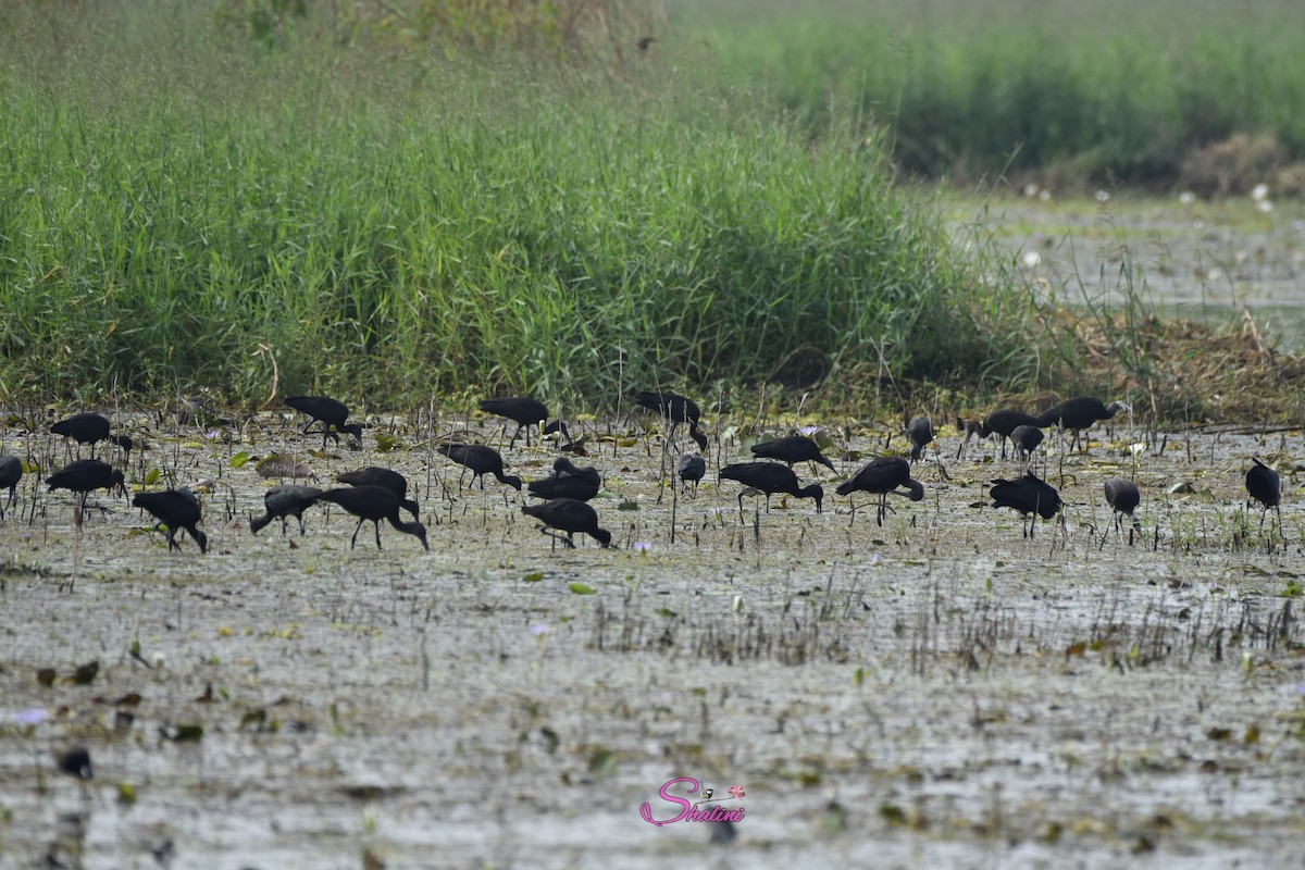 Glossy Ibis - ML496563651