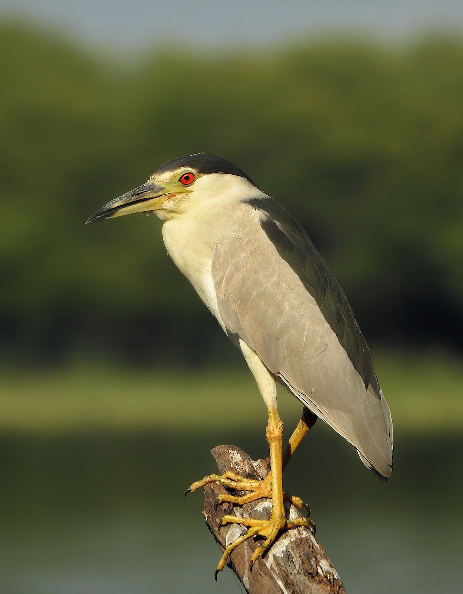 Black-crowned Night Heron - ML496563681