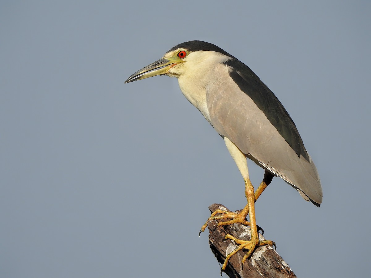 Black-crowned Night Heron - ML496563761