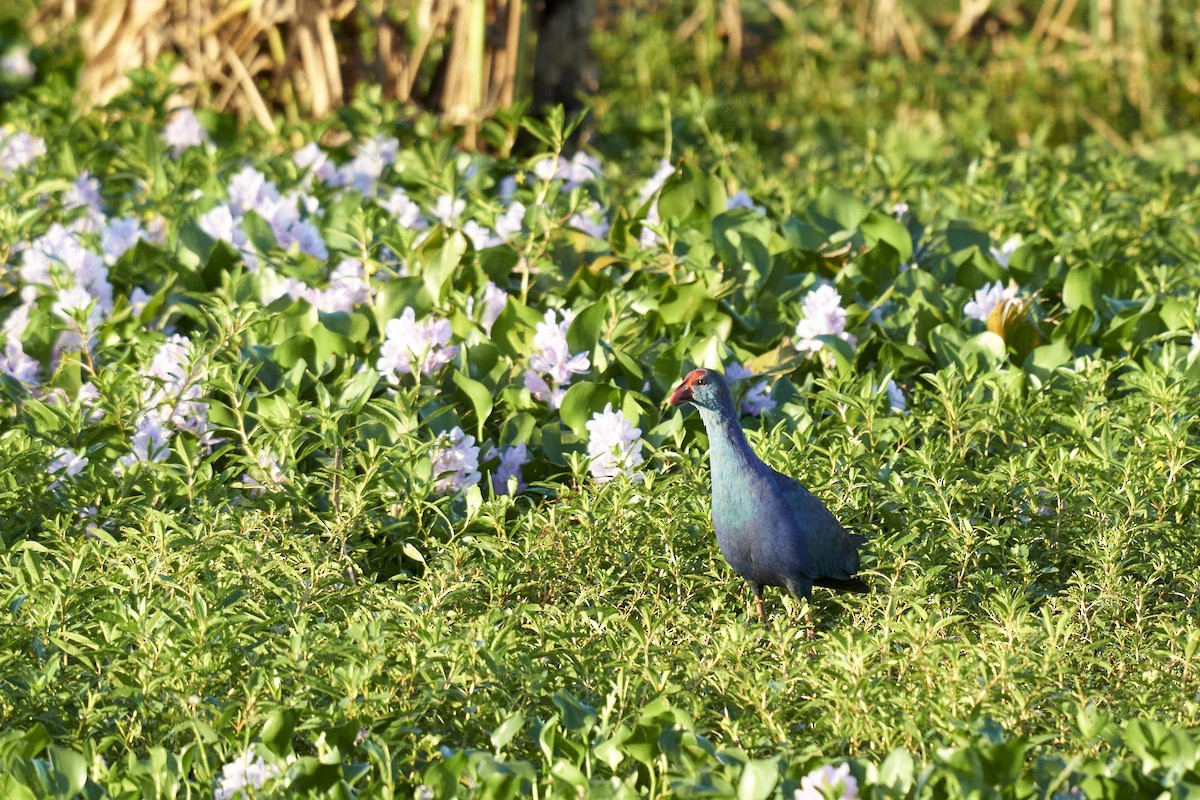 Gray-headed Swamphen - ML496564121