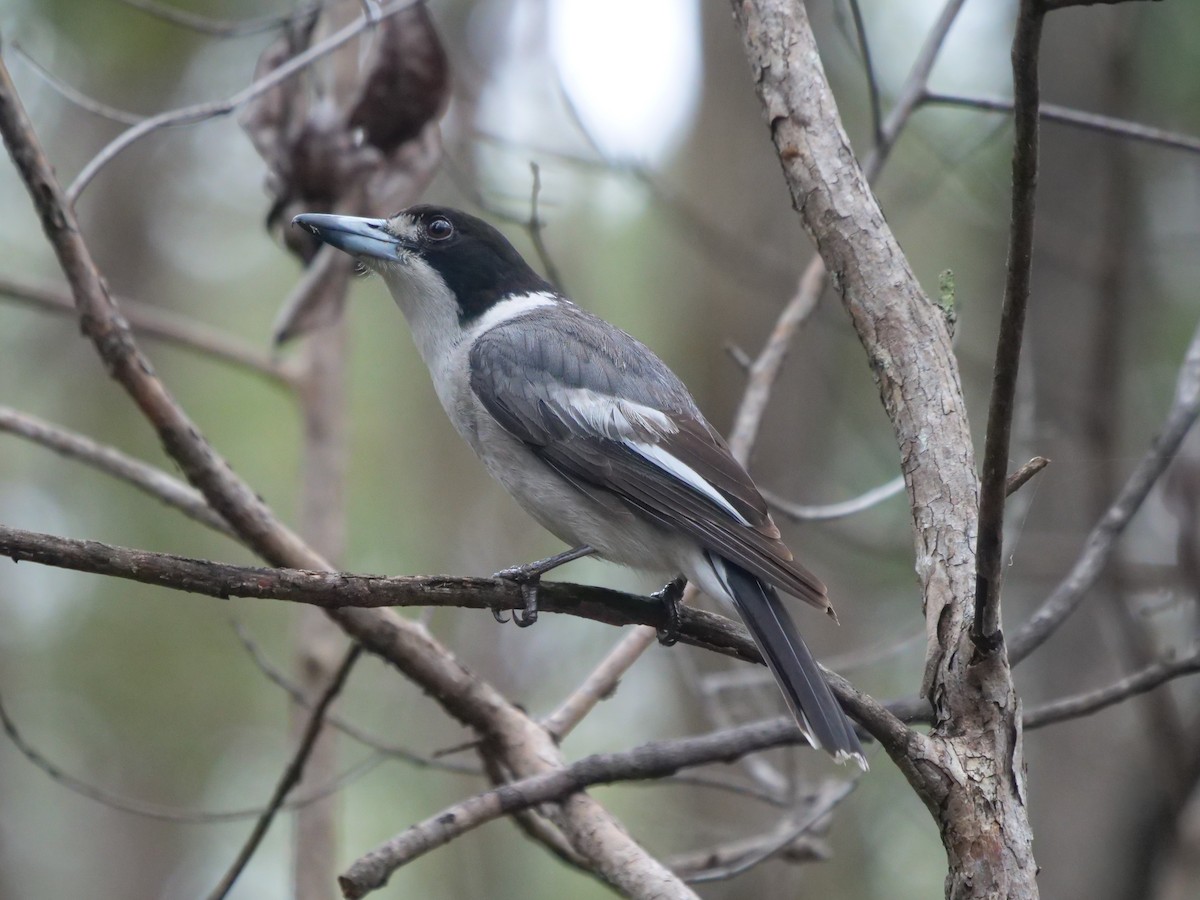 Gray Butcherbird - Frank Coman