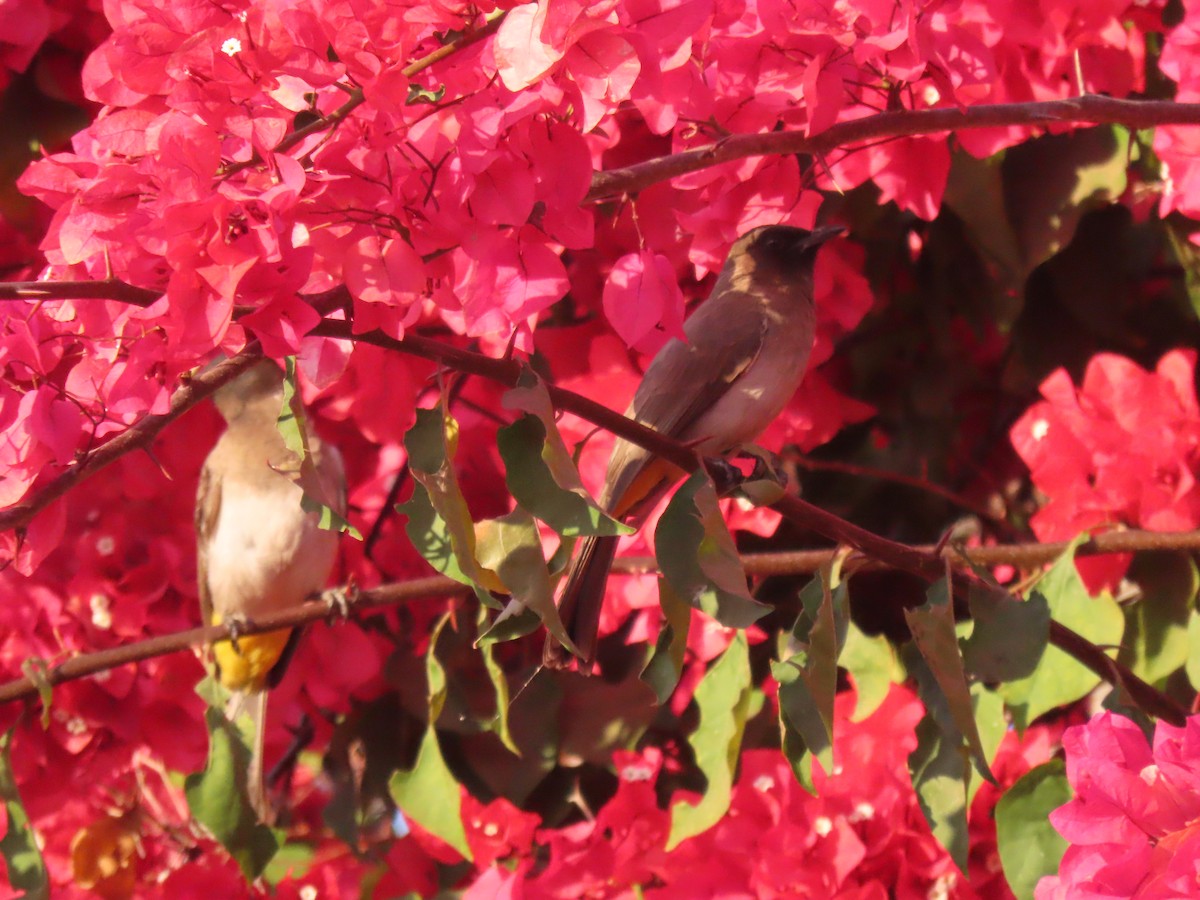 Common Bulbul (Dark-capped) - ML496565541