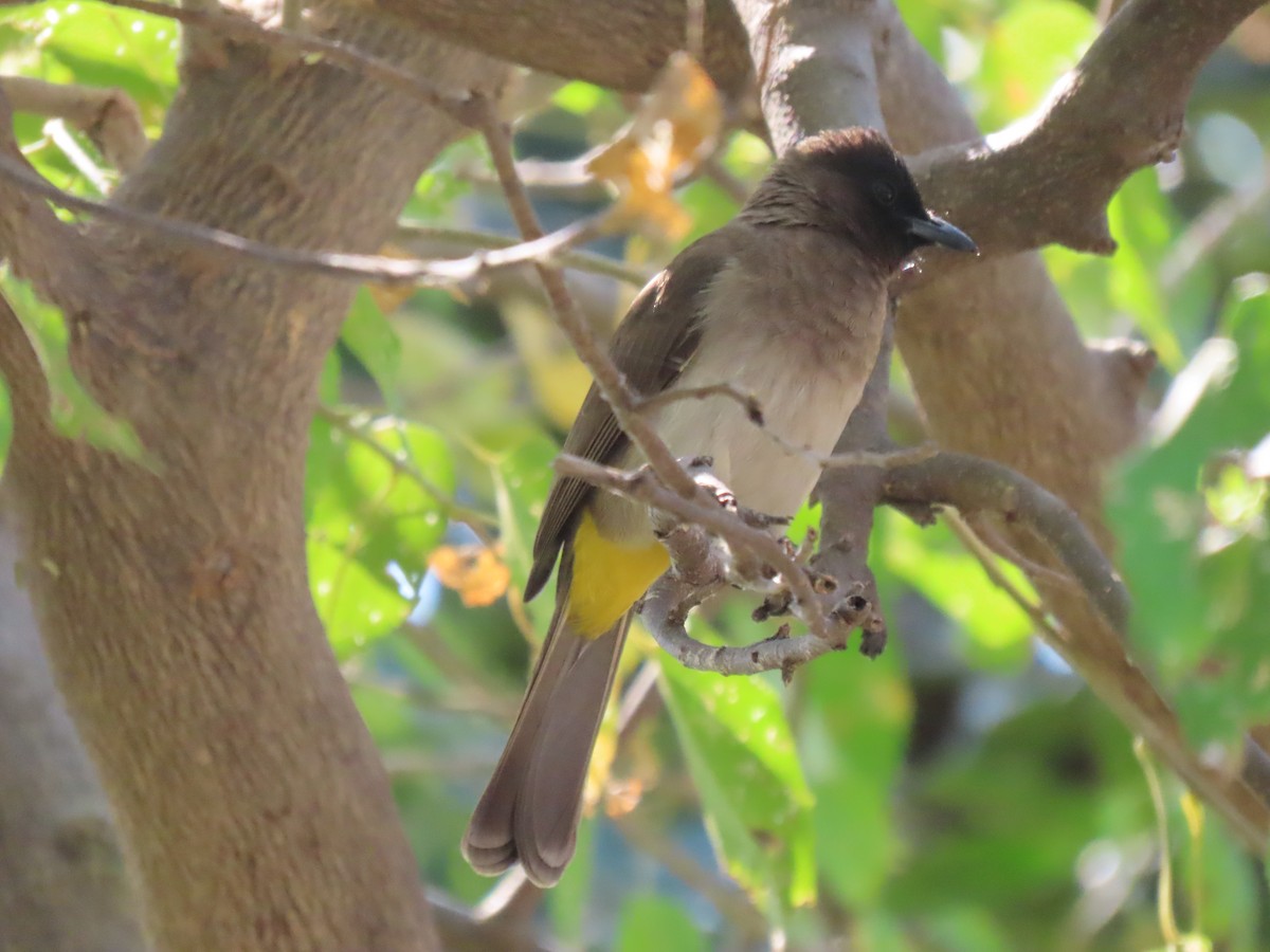 Common Bulbul (Dark-capped) - ML496565551