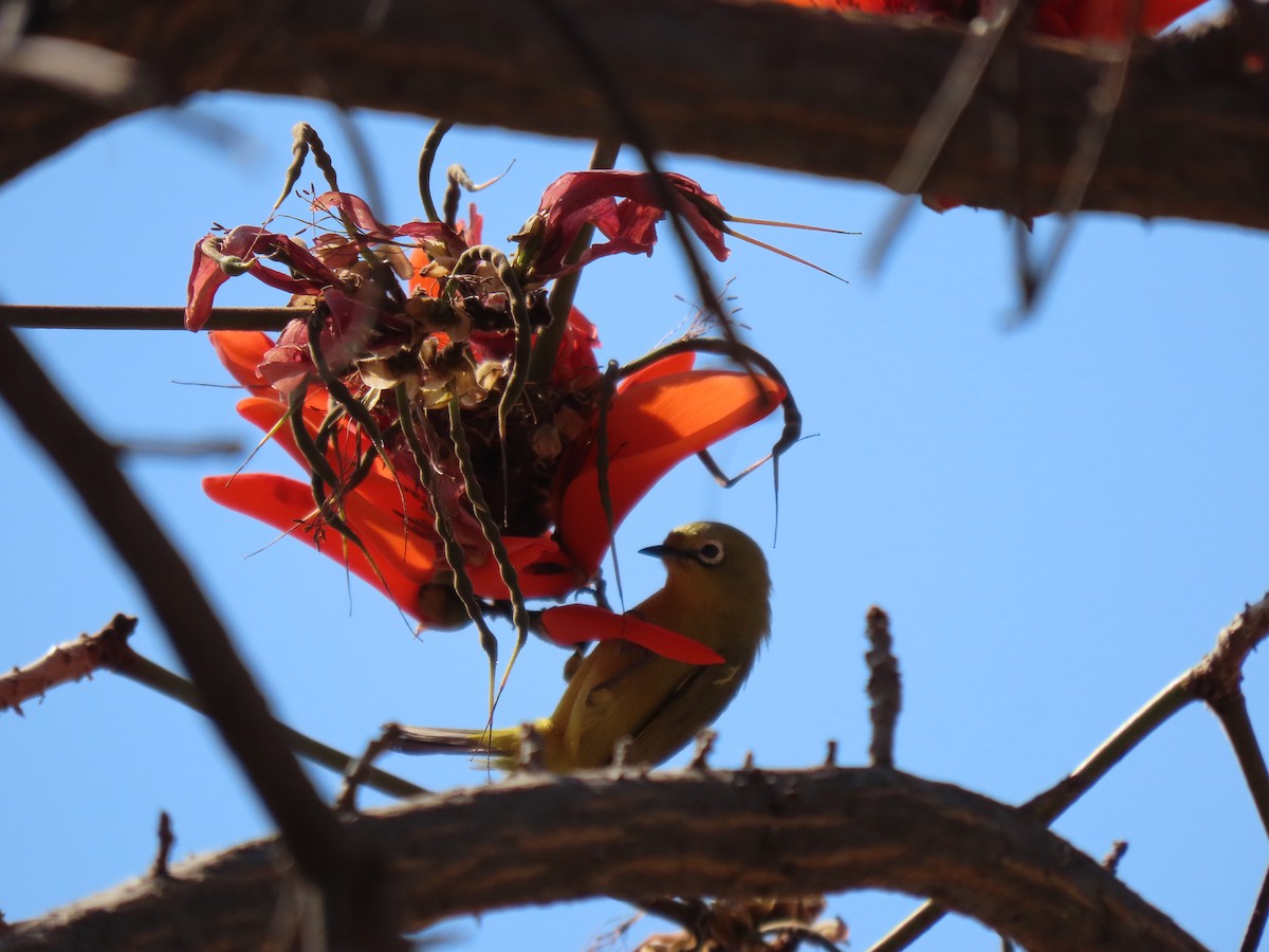 Southern Yellow White-eye - ML496565611