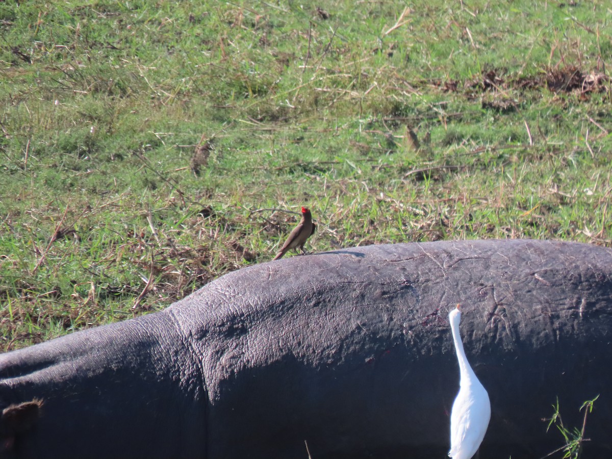 Red-billed Oxpecker - ML496565691
