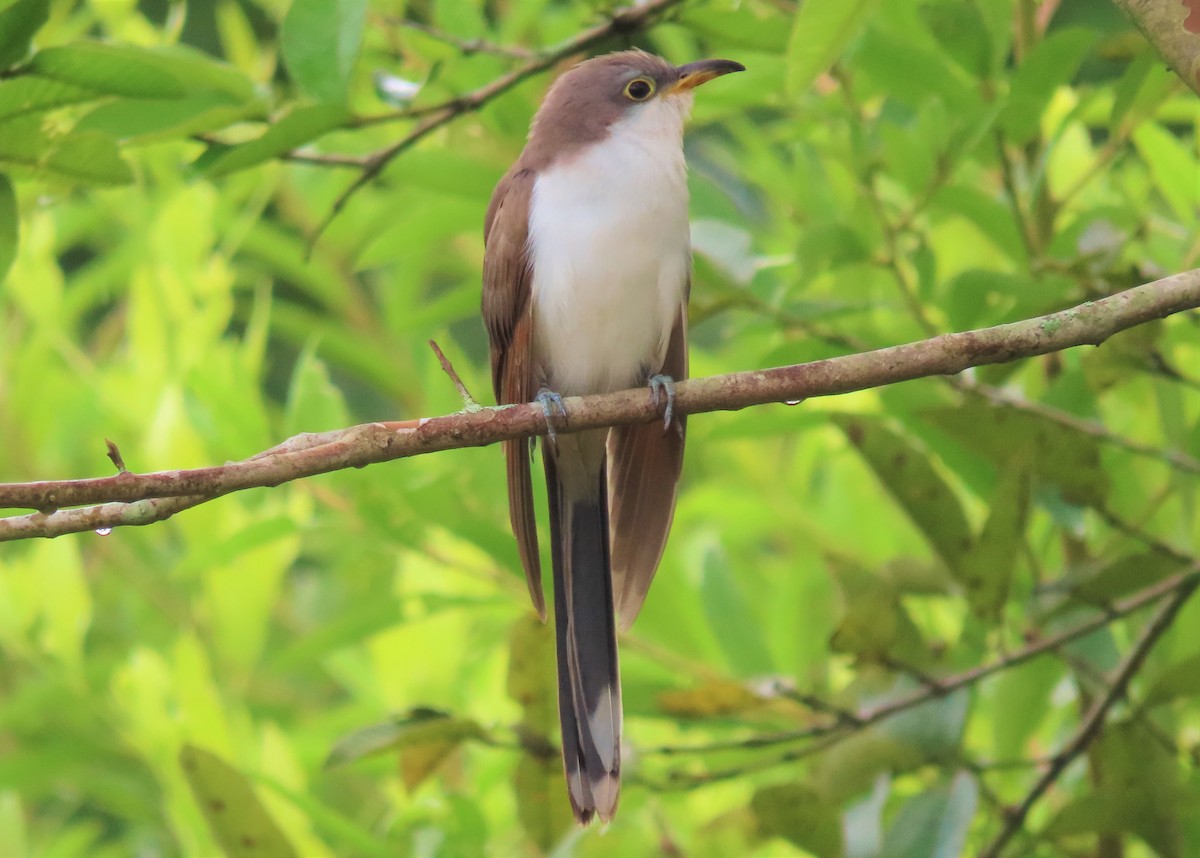 Yellow-billed Cuckoo - ML496565751