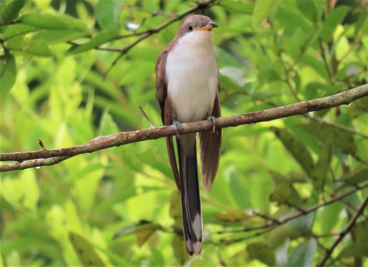 Yellow-billed Cuckoo - ML496565781