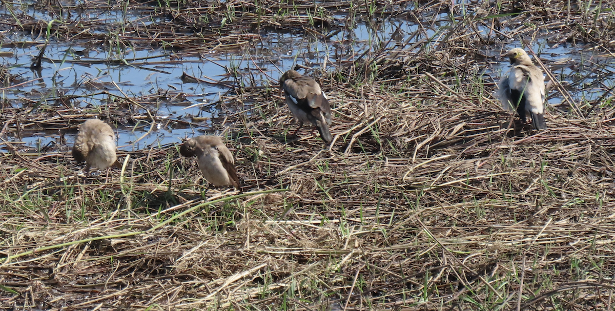 Wattled Starling - ML496565821