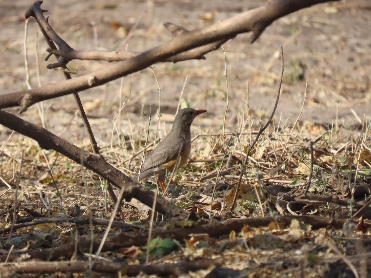 Kurrichane Thrush - ML496565851