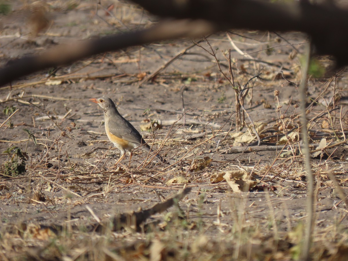 Kurrichane Thrush - ML496565861