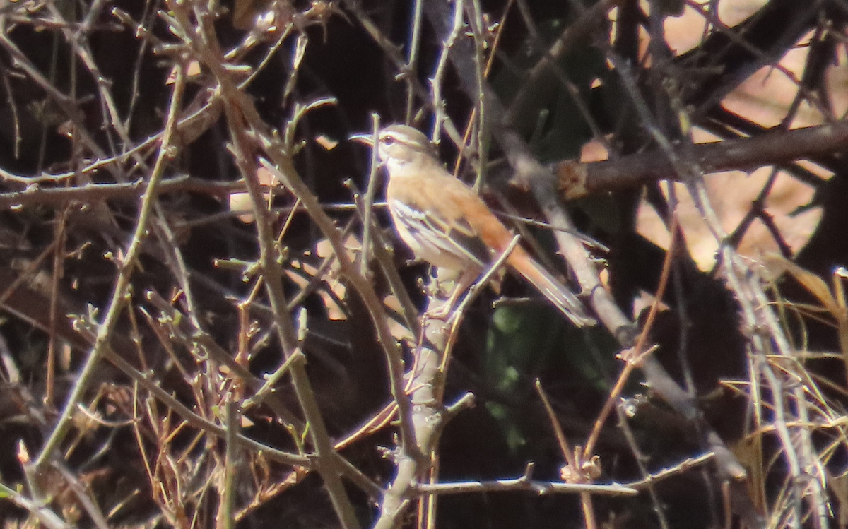 White-browed Scrub-Robin - ML496566241