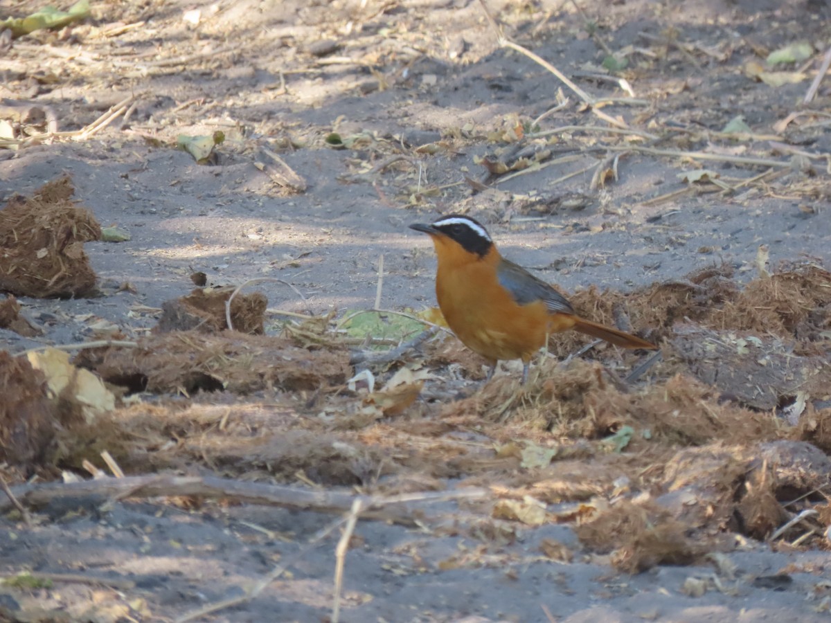 White-browed Robin-Chat - ML496566291