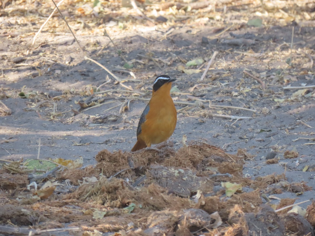 White-browed Robin-Chat - ML496566301