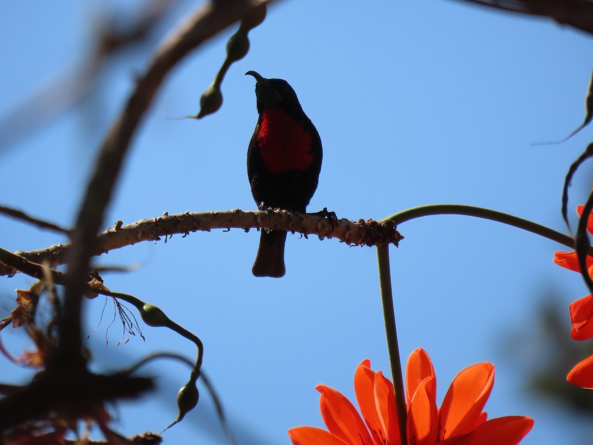 Scarlet-chested Sunbird - ML496566411