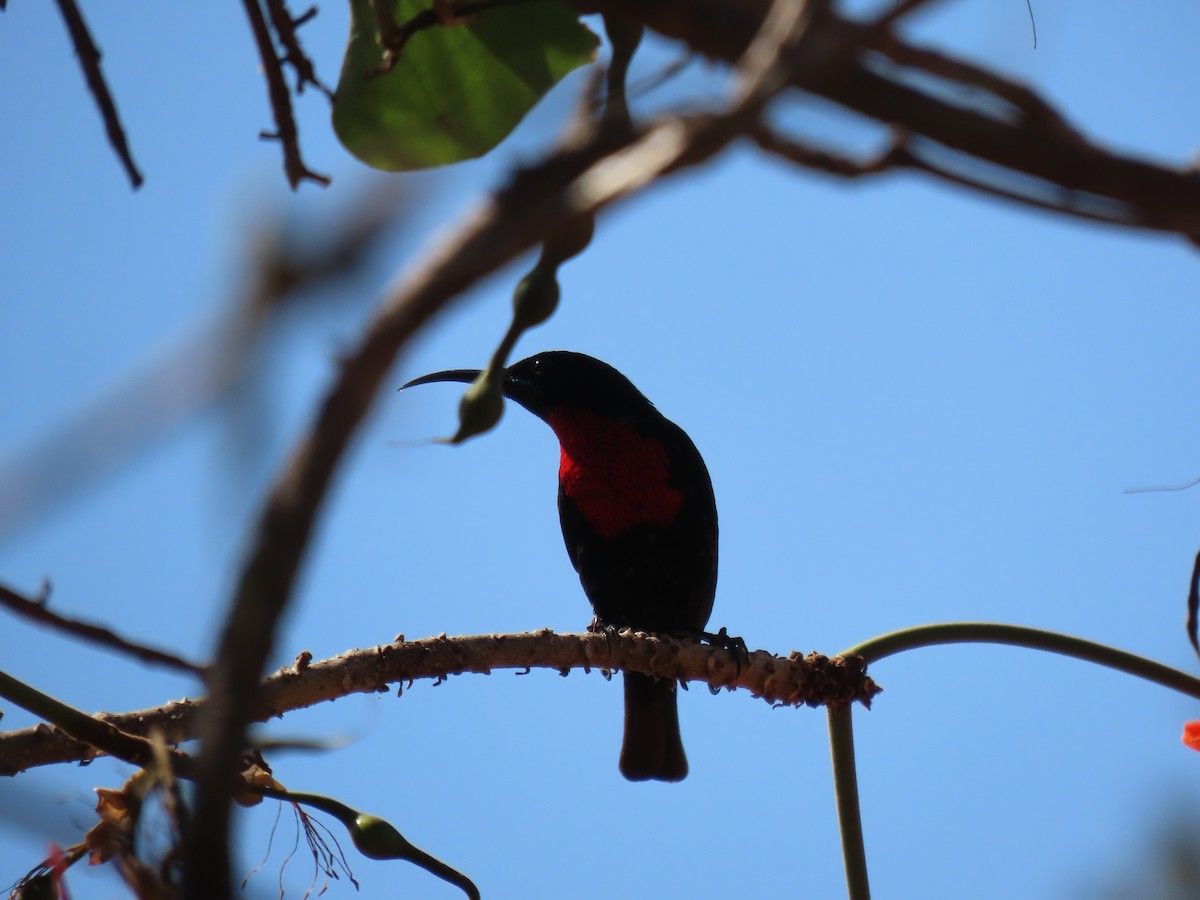 Scarlet-chested Sunbird - ML496566421