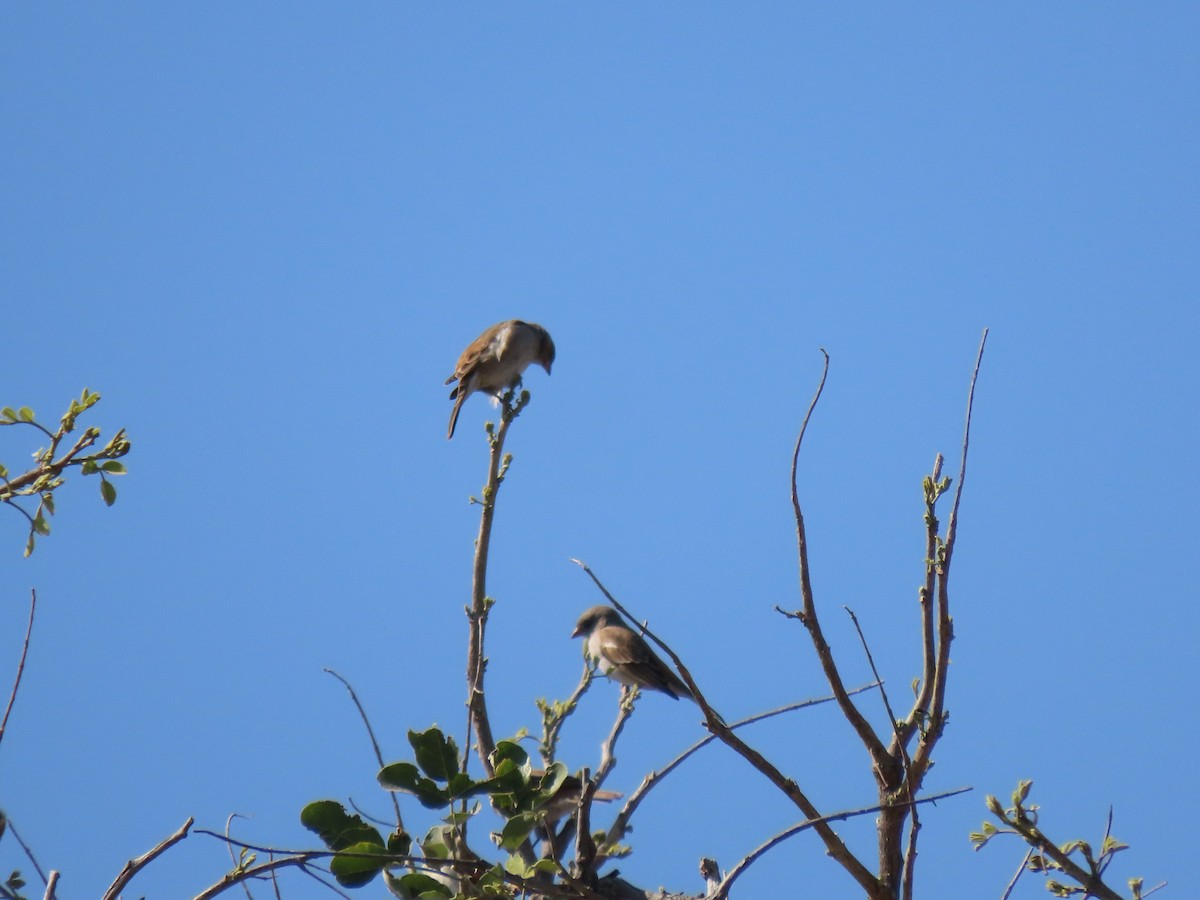 Southern Gray-headed Sparrow - ML496566521
