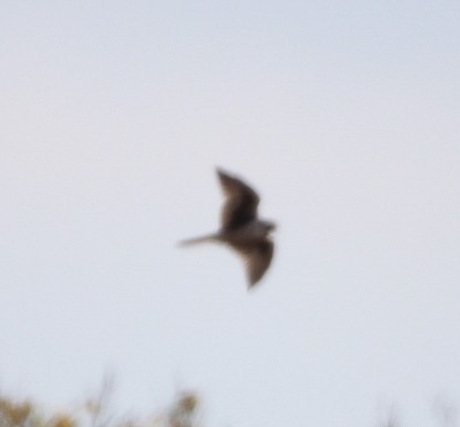 Prairie Falcon - ML496566711