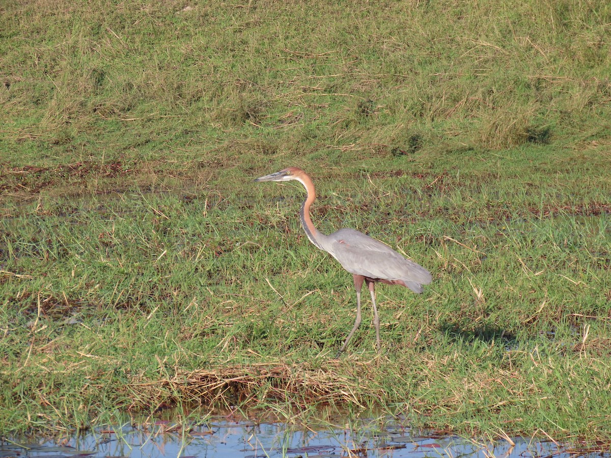 Goliath Heron - ML496567261