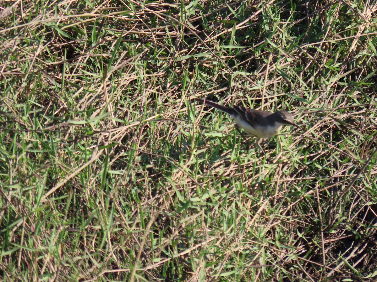 Cape Wagtail - ML496567311