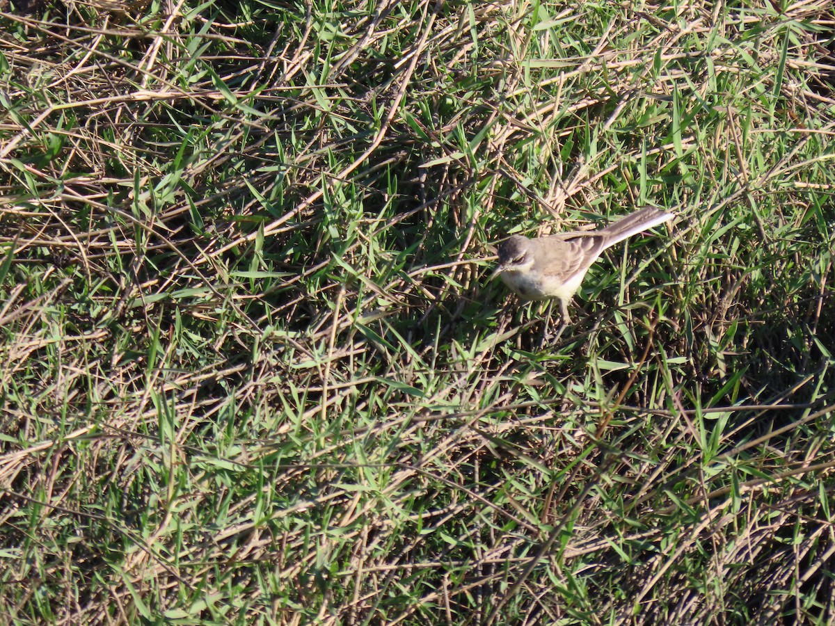 Cape Wagtail - ML496567321