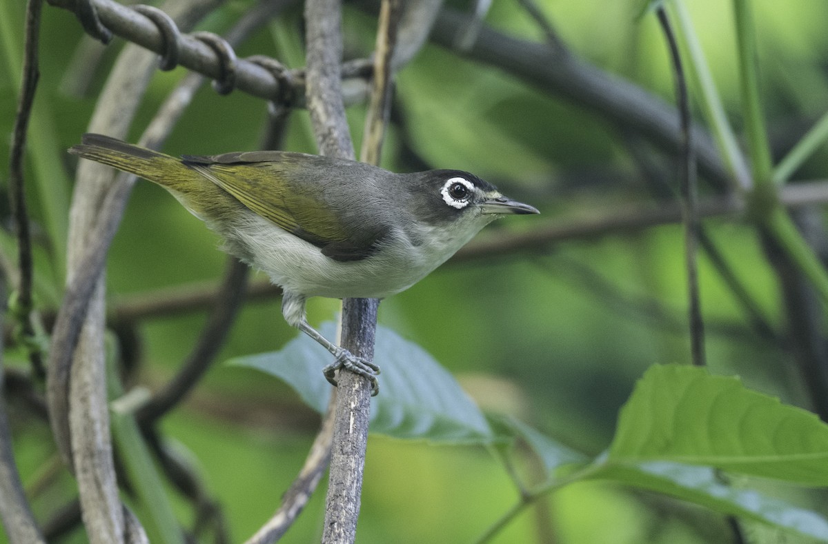 Morotai White-eye - ML496567471
