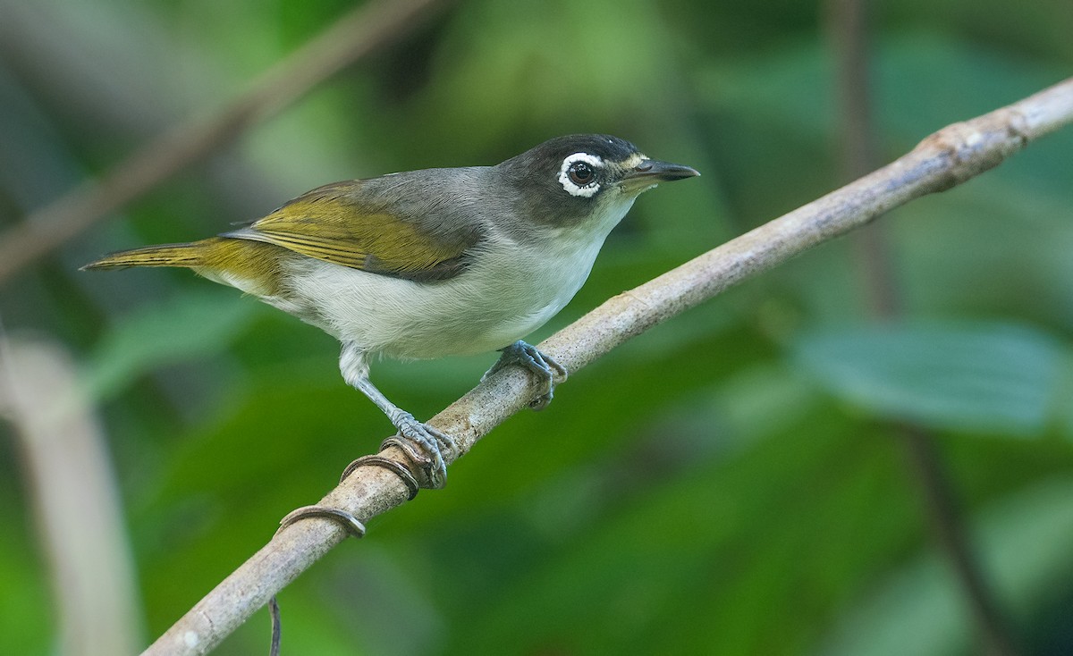 Morotai White-eye - Alex Berryman