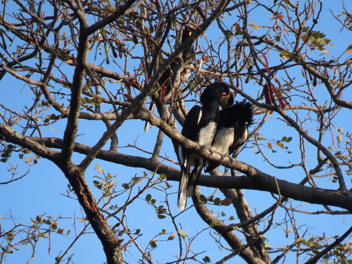 Trumpeter Hornbill - ML496568301