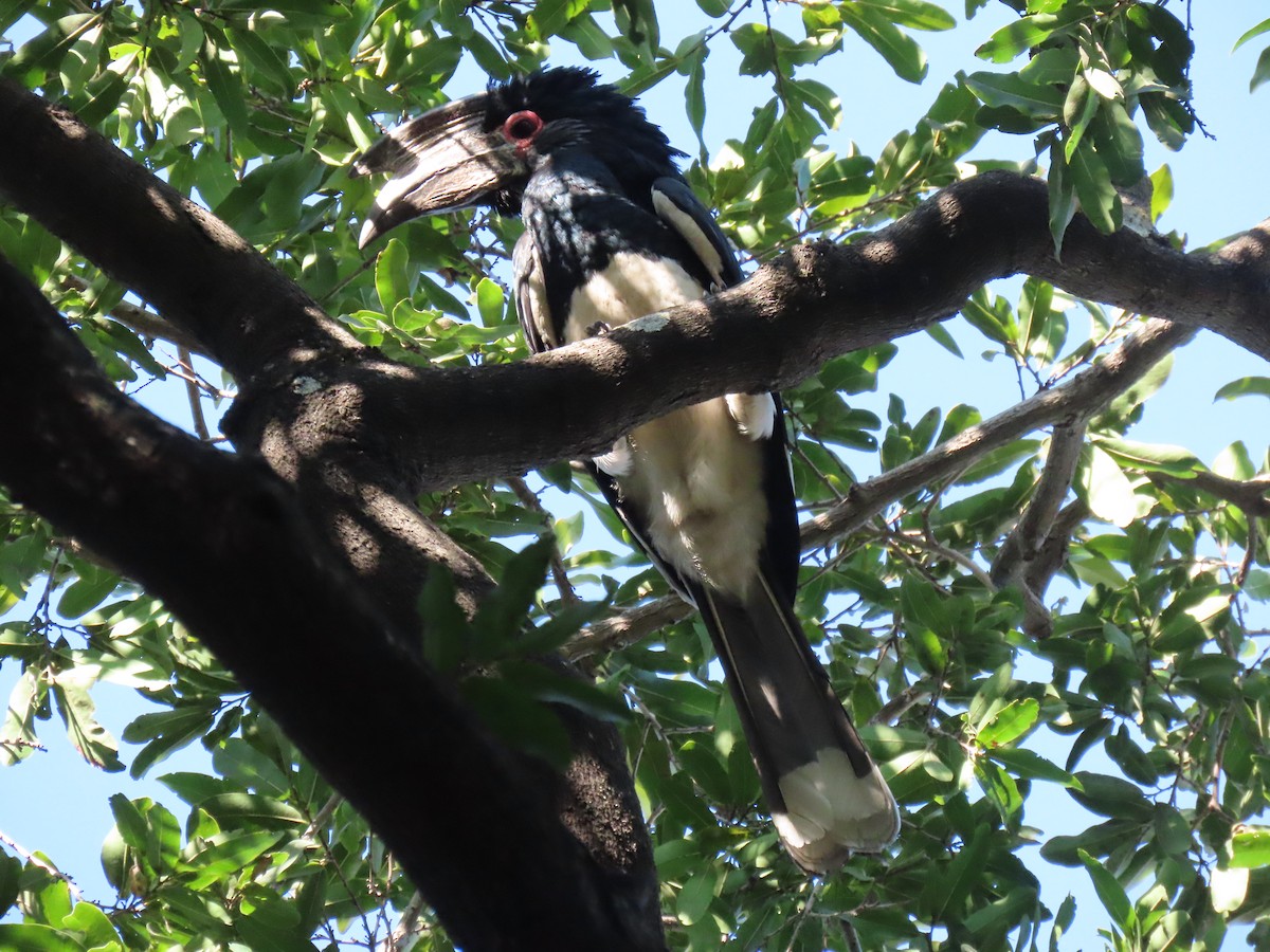 Trumpeter Hornbill - ML496568311