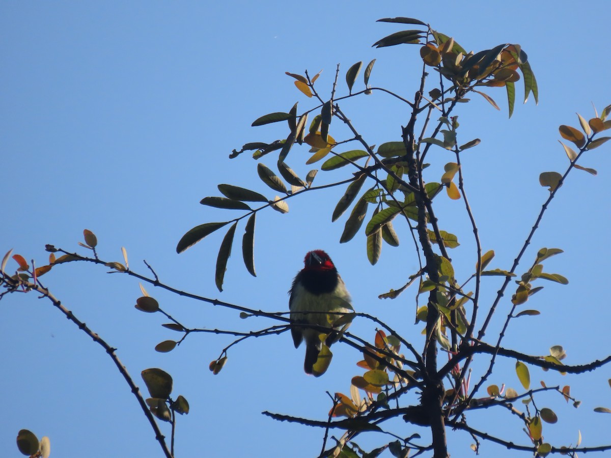 Black-collared Barbet - ML496568341