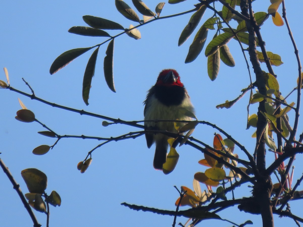 Black-collared Barbet - ML496568351