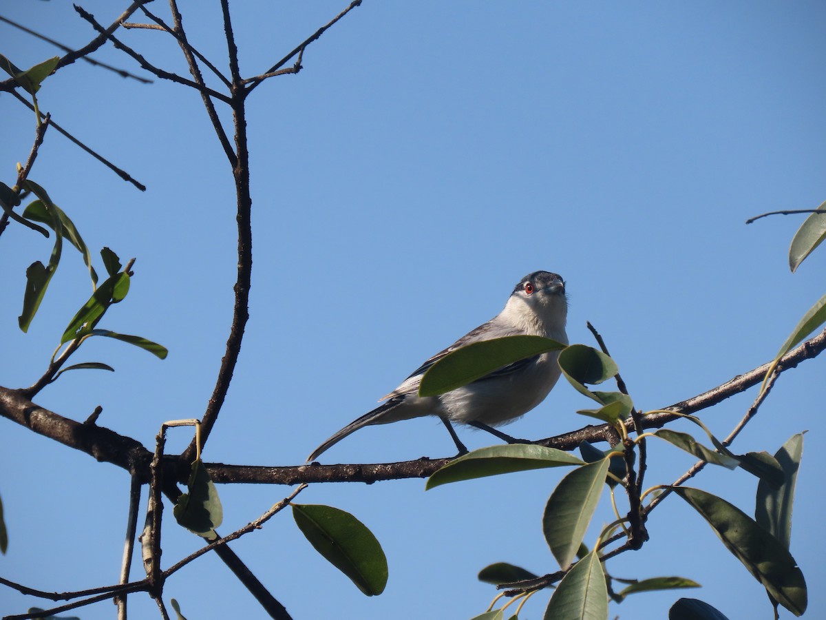Black-backed Puffback - ML496568431