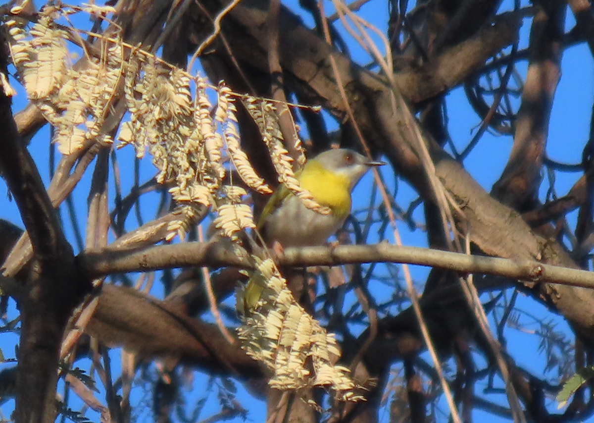 Yellow-breasted Apalis - ML496568551