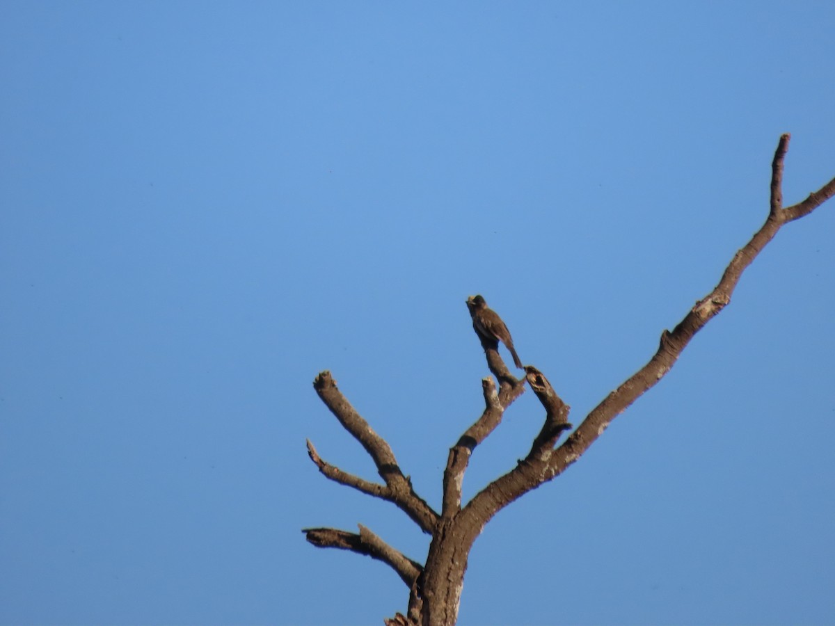 Common Bulbul (Dark-capped) - ML496568581