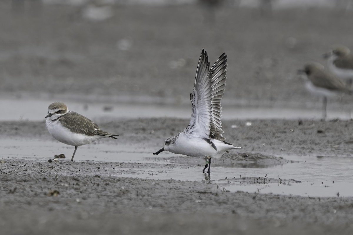 Spoon-billed Sandpiper - ML496568901