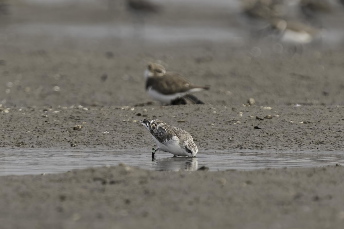 Spoon-billed Sandpiper - ML496568911