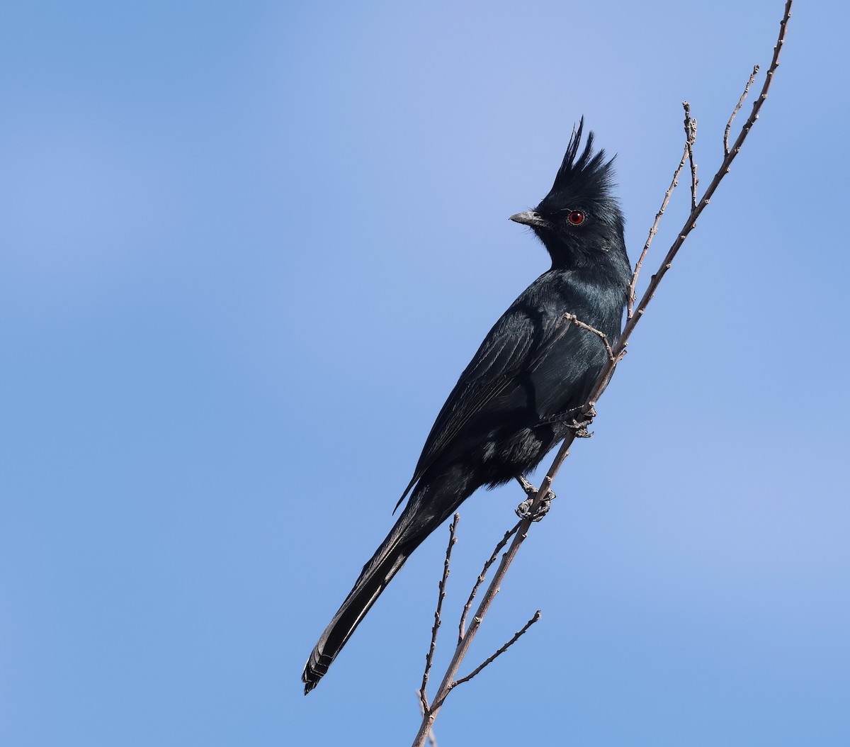 Phainopepla - Matthew Grube