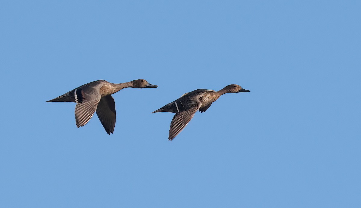 Northern Pintail - ML496569161