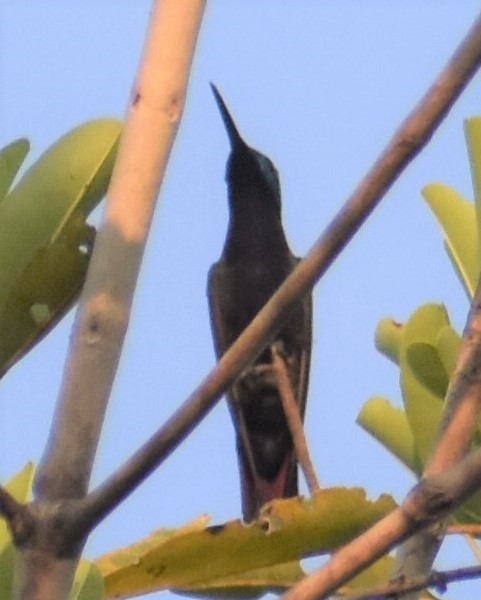 kolibřík tropický - ML496569471