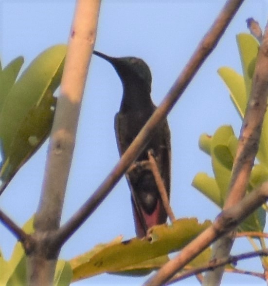 Black-throated Mango - ML496569501