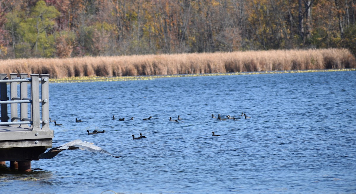 American Coot - ML496570451