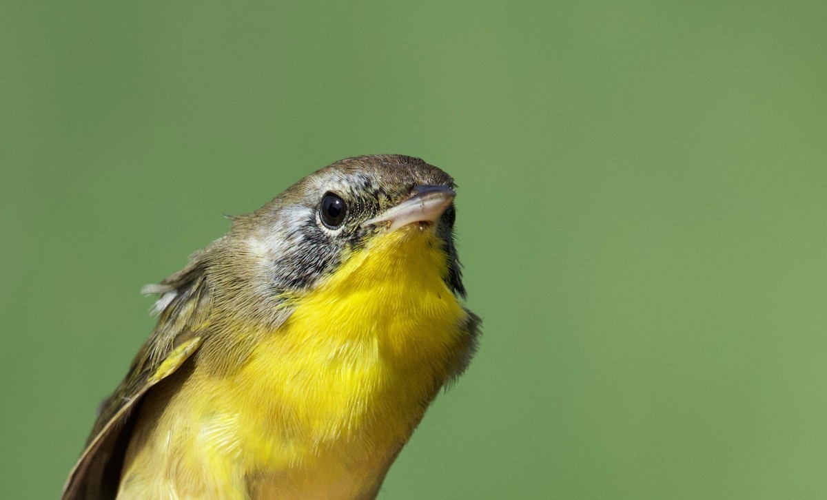 Common Yellowthroat - ML496570731