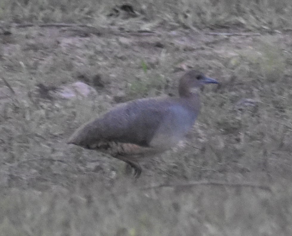 Tinamou vermiculé - ML496571671