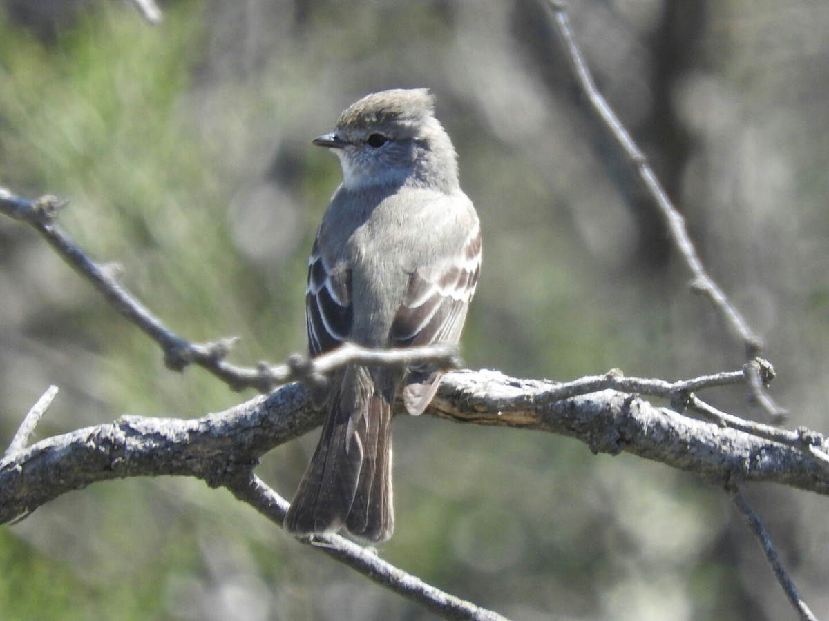 Southern Scrub-Flycatcher - ML496572251