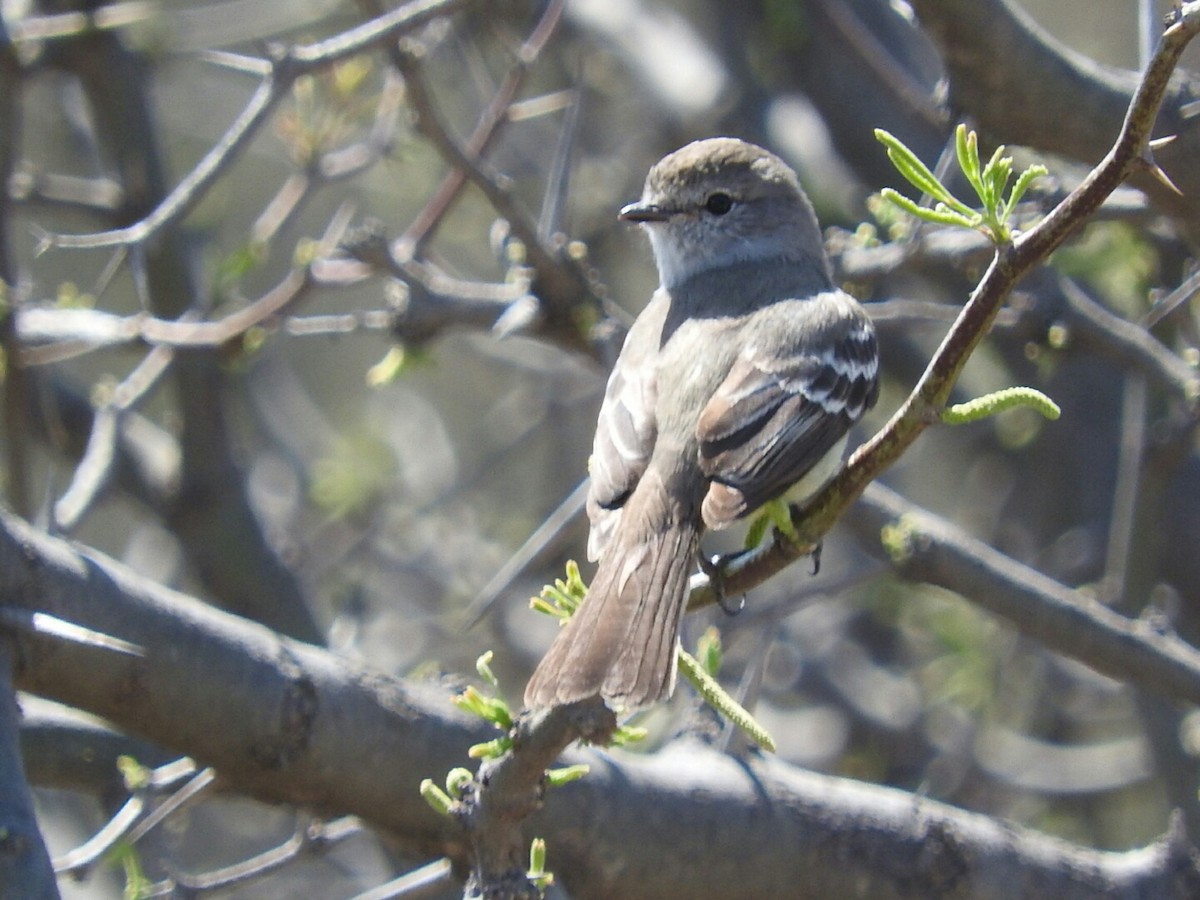 Southern Scrub-Flycatcher - Enrique Chiurla