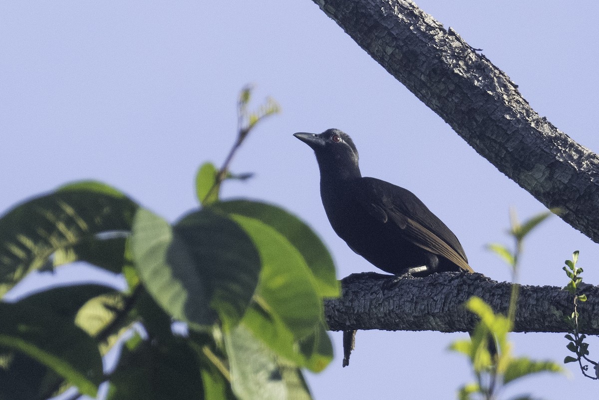Obi Paradise-crow - ML496572511