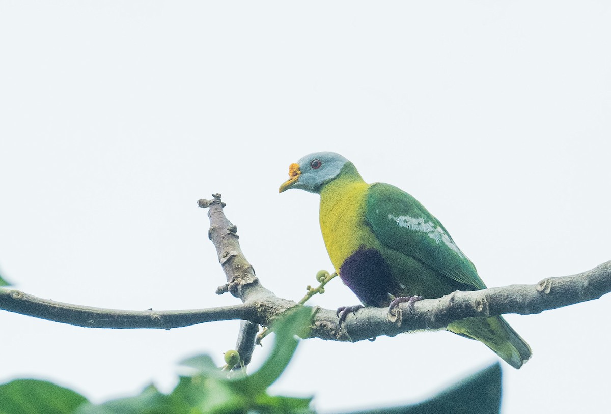 Carunculated Fruit-Dove - ML496572561